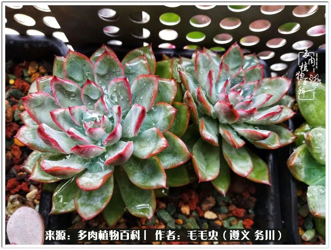 多肉可抵岁月,多肉之花语