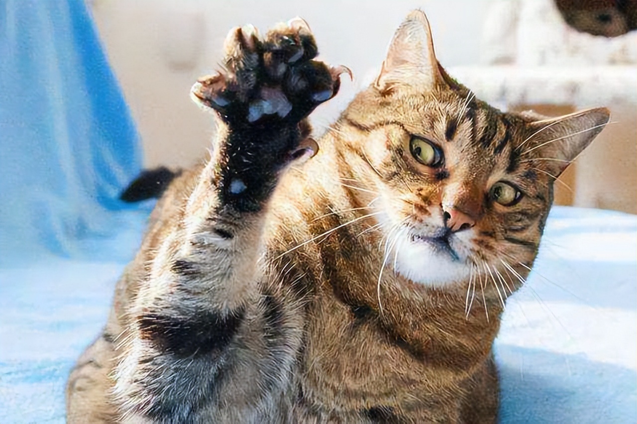 猫咪的10种秘密,养猫咪的5个常识