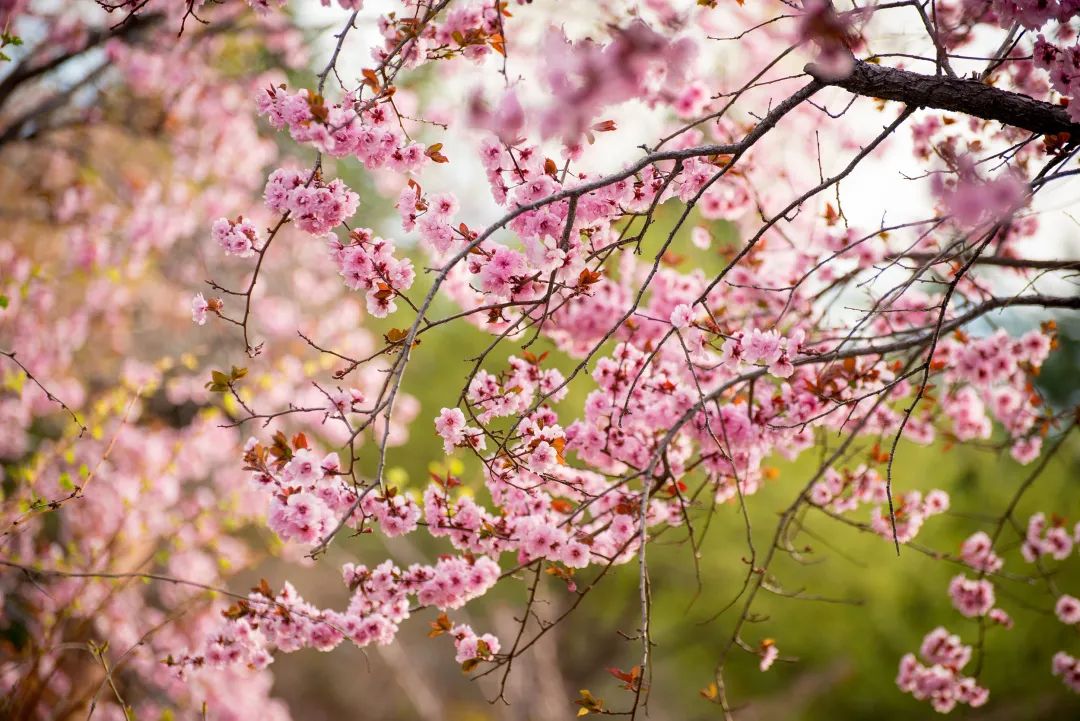 咏春最美诗词赏析,十首最美咏春诗词