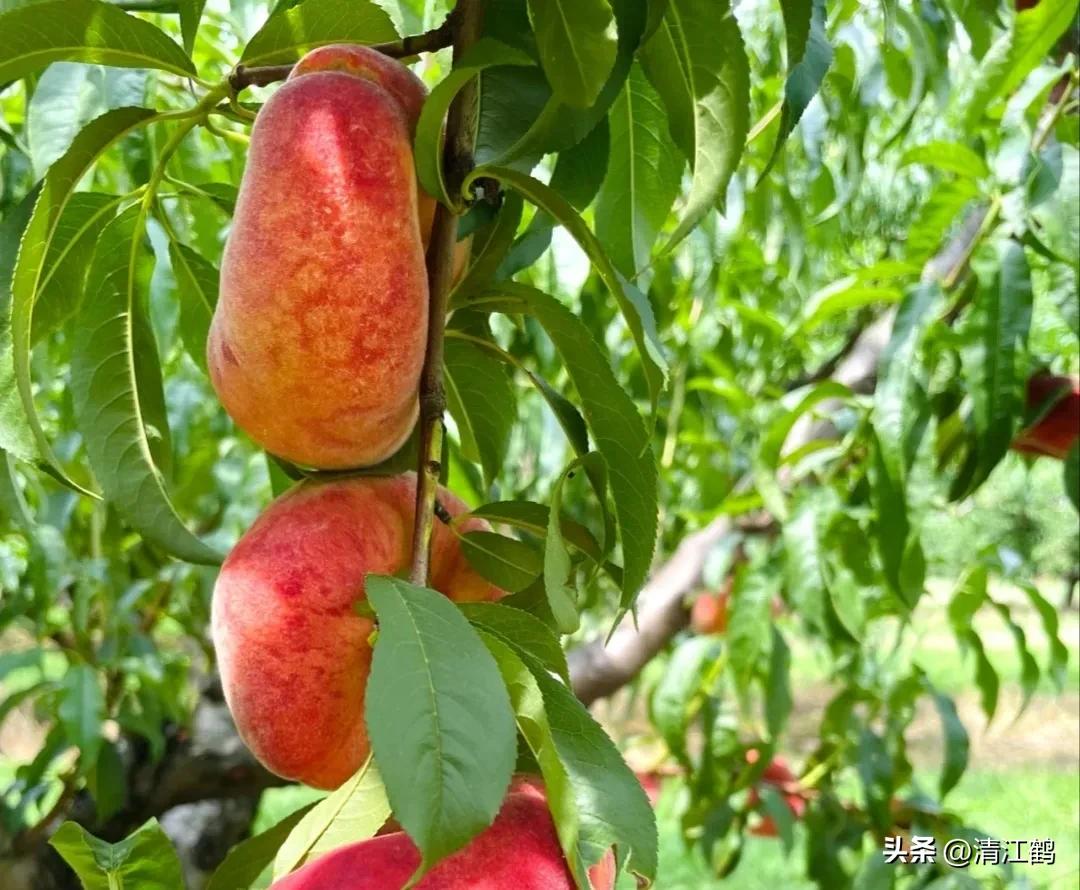 液体叶面肥使用方法,怎么辨别叶面肥好坏