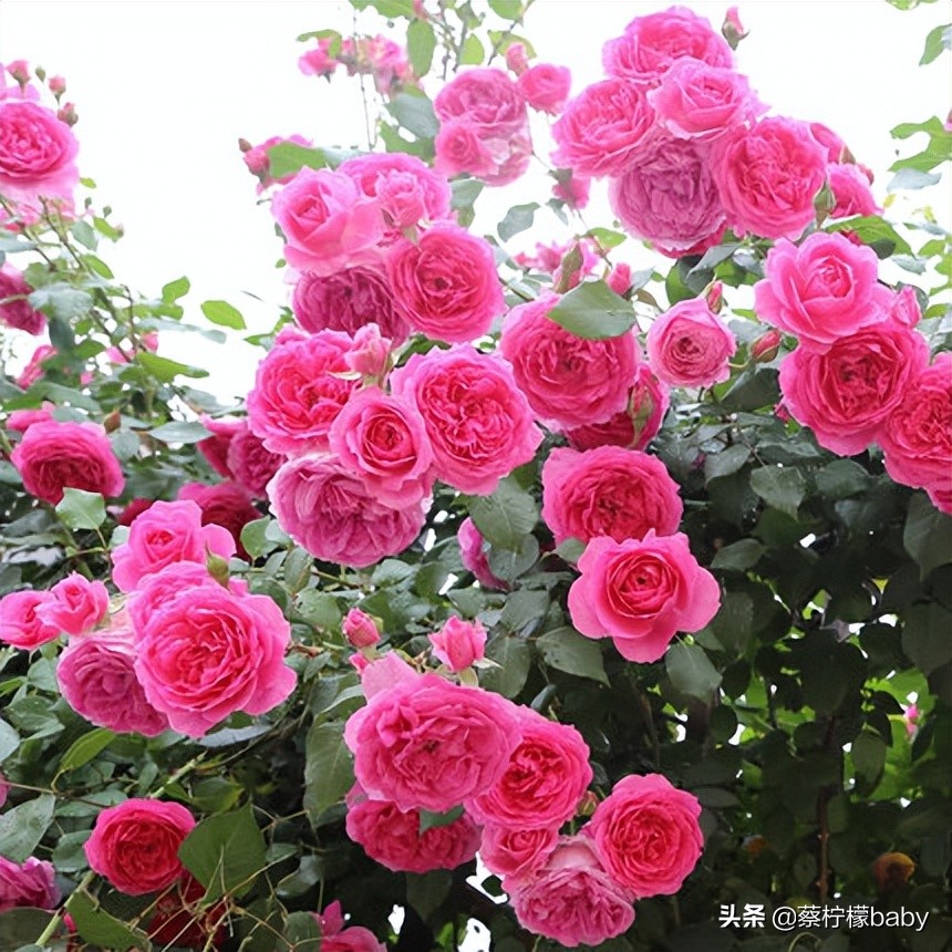 路边的蔷薇花是什么品种,哪个品种蔷薇花最好看最香