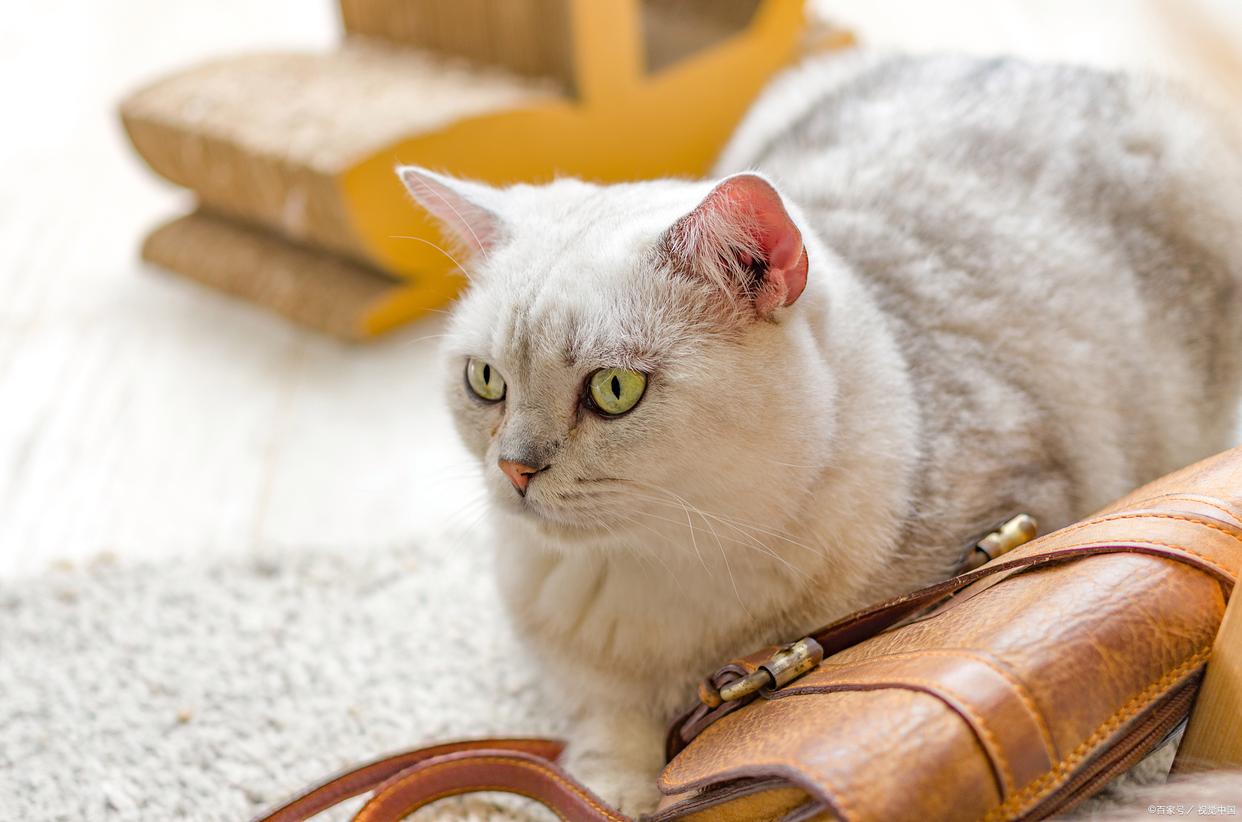 母猫配完种之后多久可以发现怀孕,母猫配完种是否需要笼养