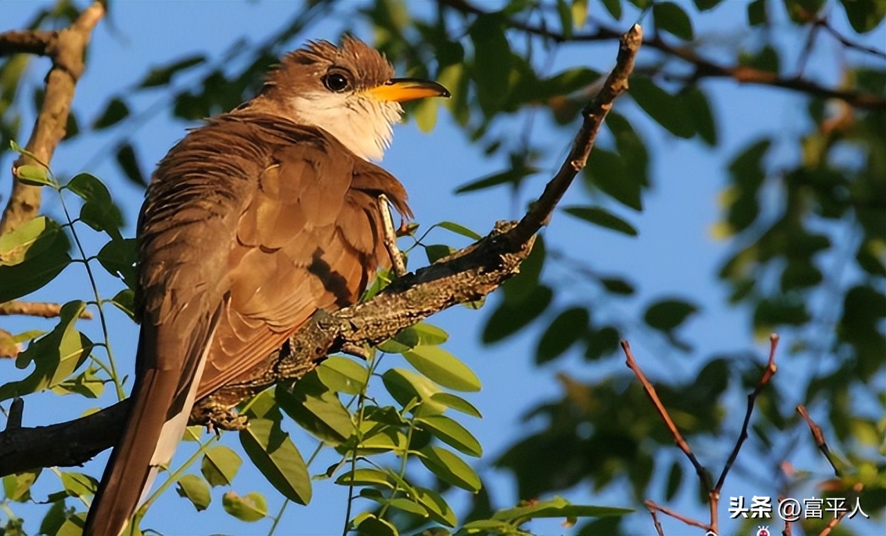 李胜利主唱歌曲,李胜利唱的什么歌