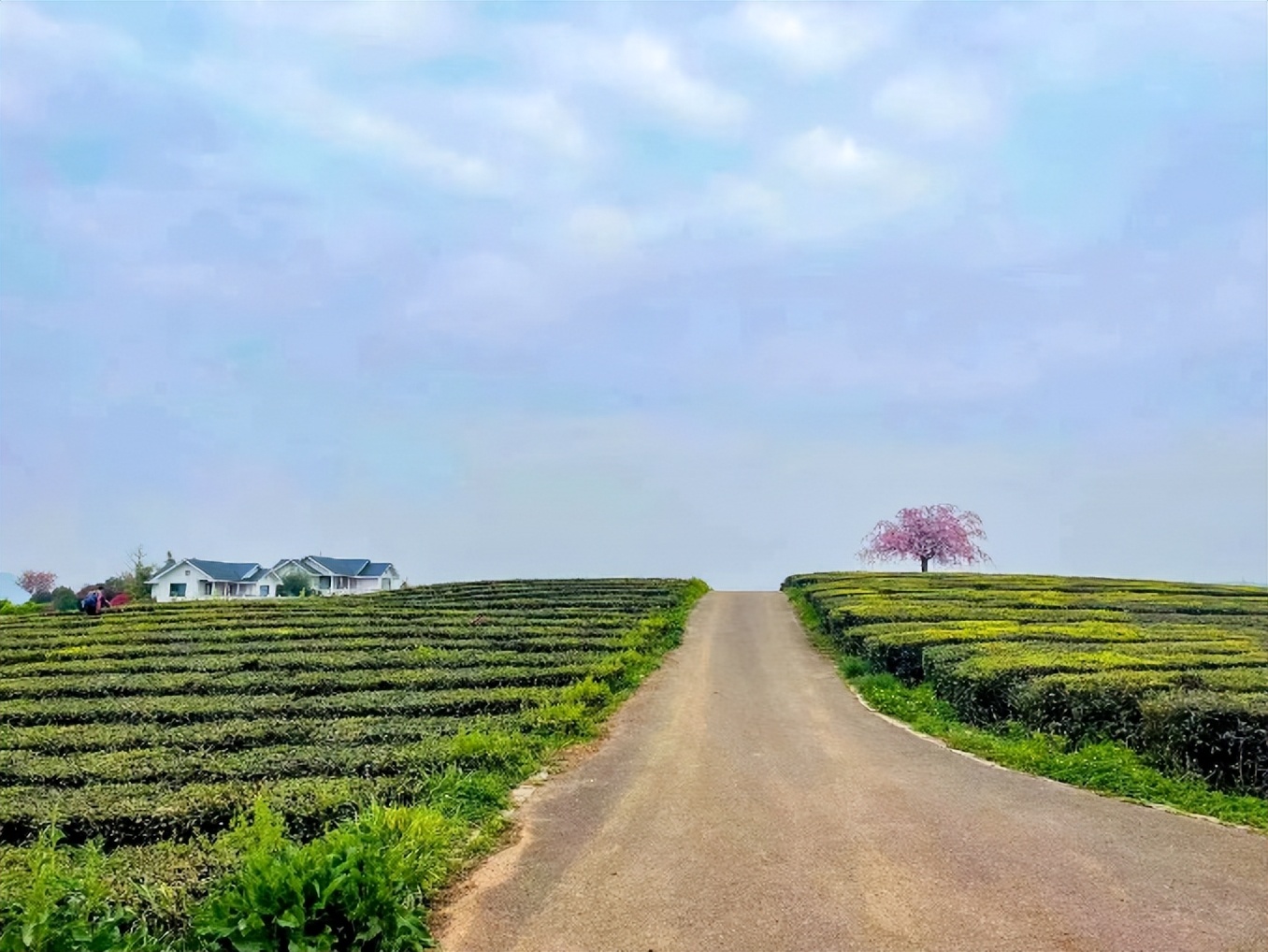 贵阳羊艾茶园风景,贵阳市羊艾茶场地址