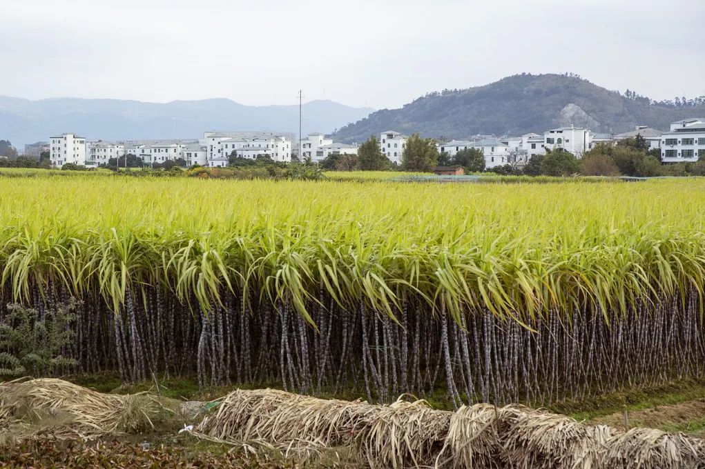 最能吃甜的中国地区,中国最爱吃咸的城市