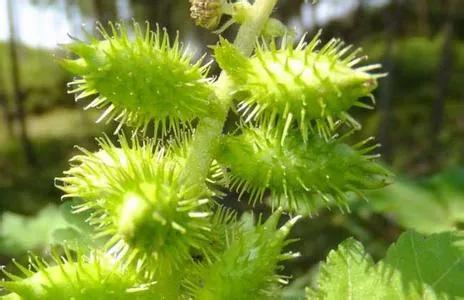 鬼针草的危害和副作用,鬼针草主治功能