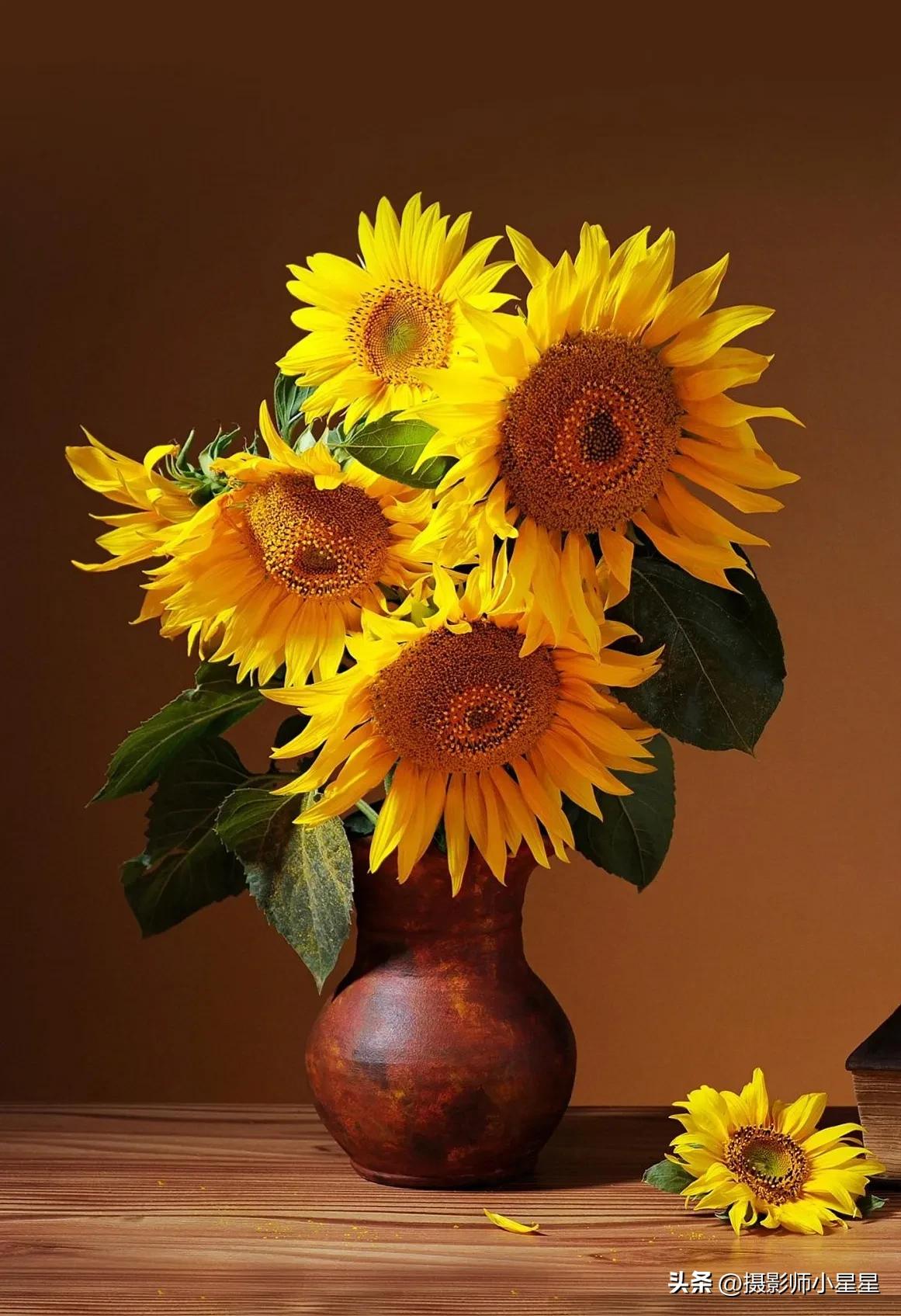 梵高向日葵拍摄,梵高向日葵欣赏视频