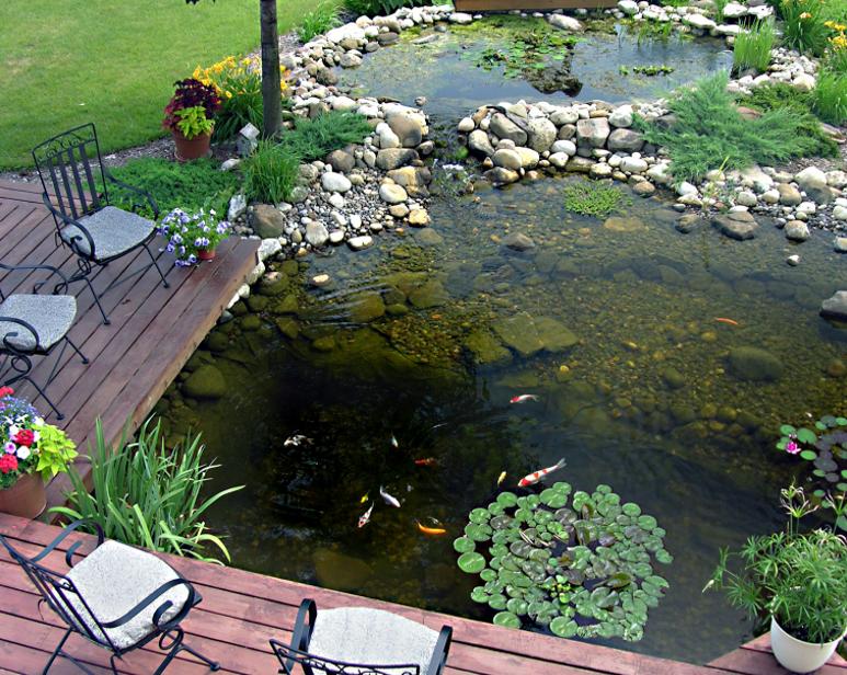 生态缸为啥不长藻不出绿水,生态缸为什么养不活虾