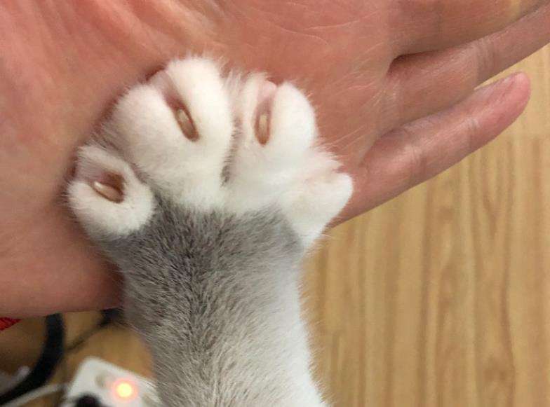 买英短看品相,买英短猫要问卖家什么问题