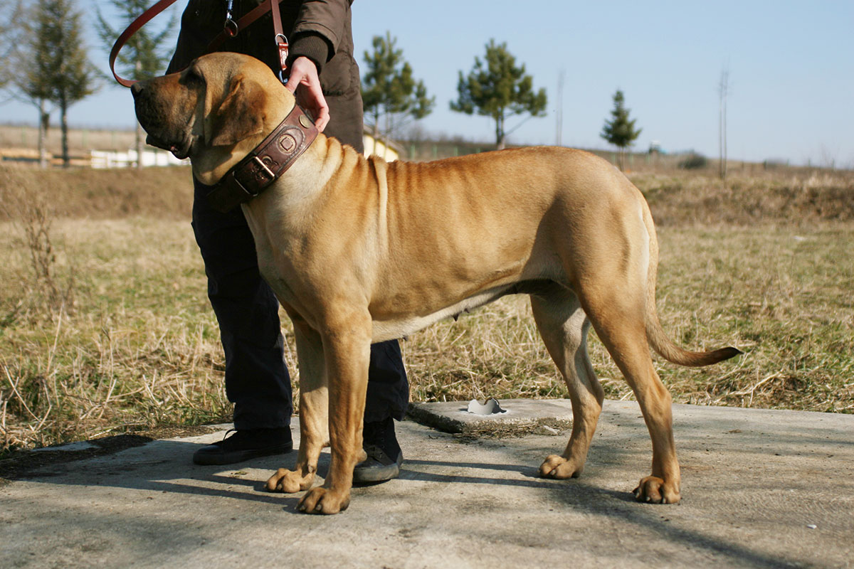 现在最受欢迎比较贵的狗狗,最受欢迎的狗狗十大排行榜小型犬