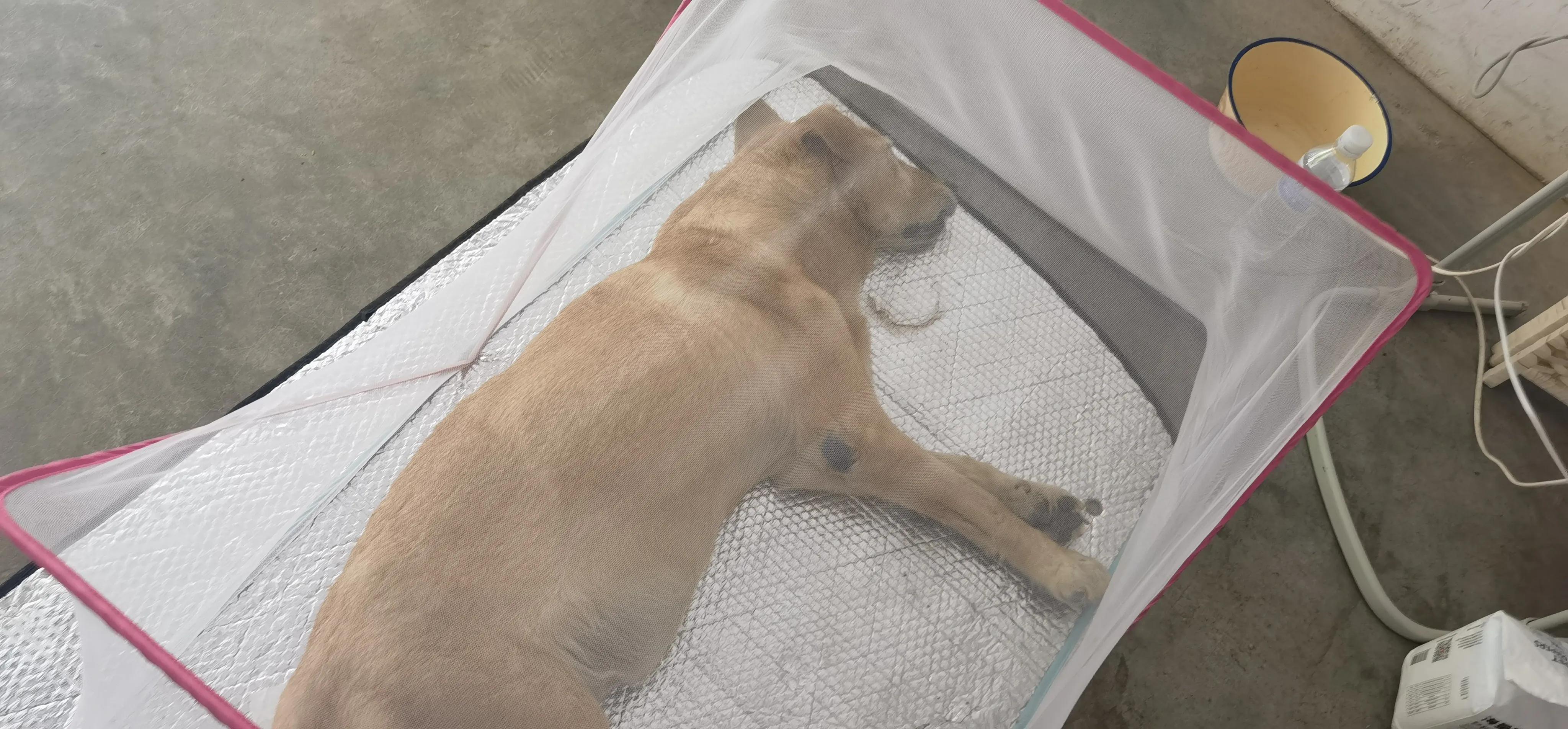 今天狗狗成成可能走到了生命尽头，已经两天不吃不喝了，却不悲伤