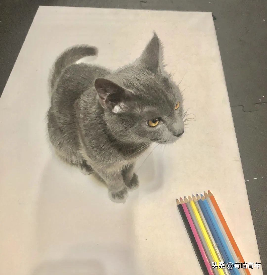 全世界唯一一只世界上最大的猫,世界上最小的体型最大的猫