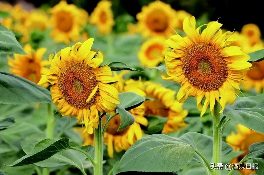 酒泉次第花开,酒泉静待花开