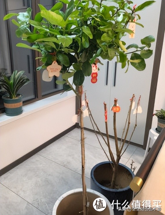 装修室内除甲醛用什么绿植,室内装修除甲醛有什么绿植