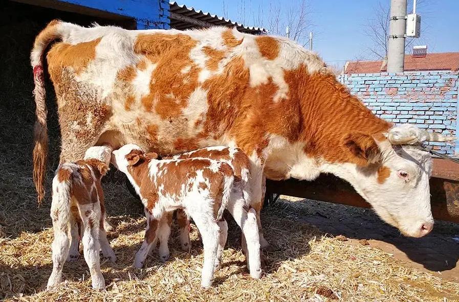母牛下完犊怎么护理,母牛产后的护理用什么汤最好