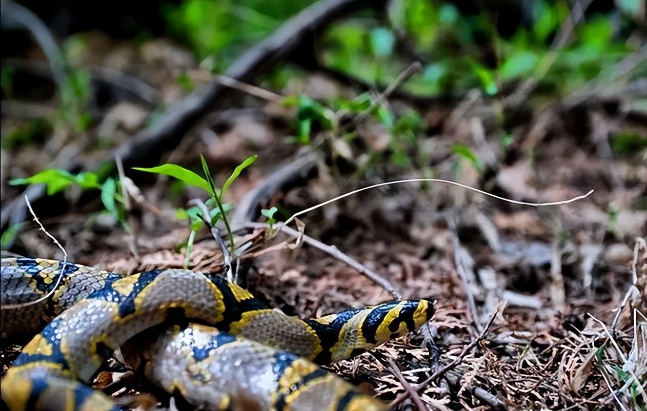 农村老人为什么说，打蛇，要么打死，要么就不要打，这是什么原因