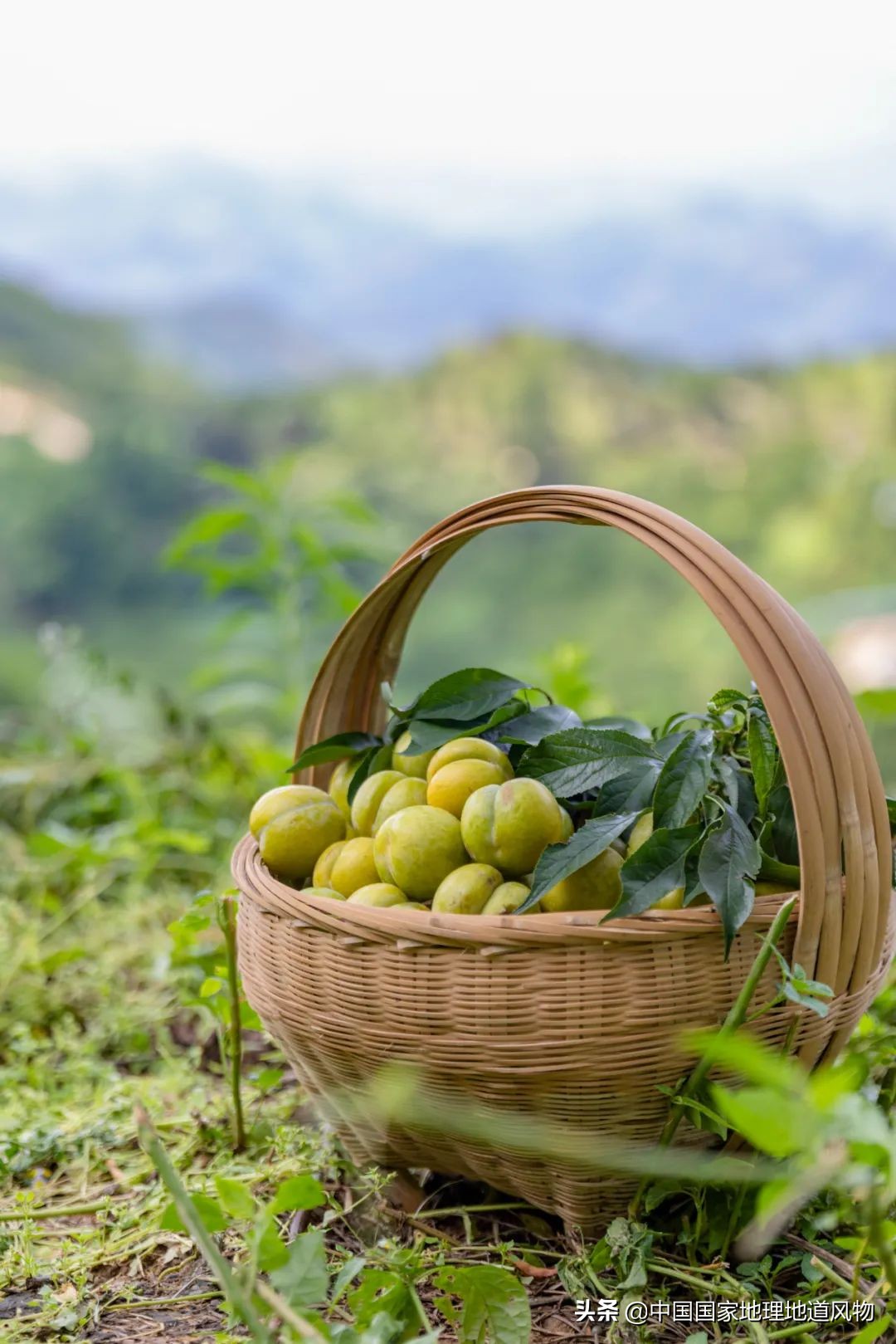 李子哪个品种最甜最好吃,李子种植哪个品种最好吃