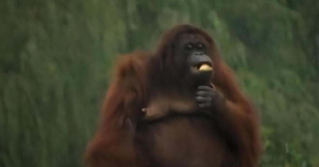 大猩猩减肥,红毛大猩猩减肥