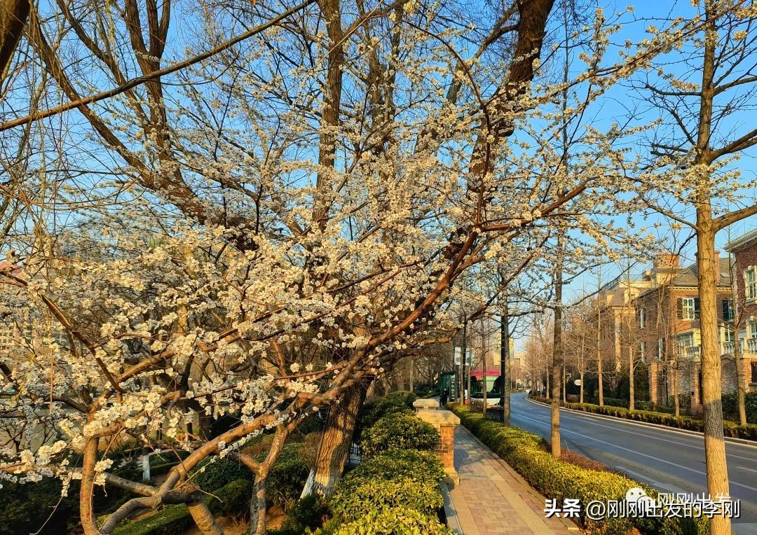 去大连看桃花是在几月份,大连哪里适合看金丝桃花