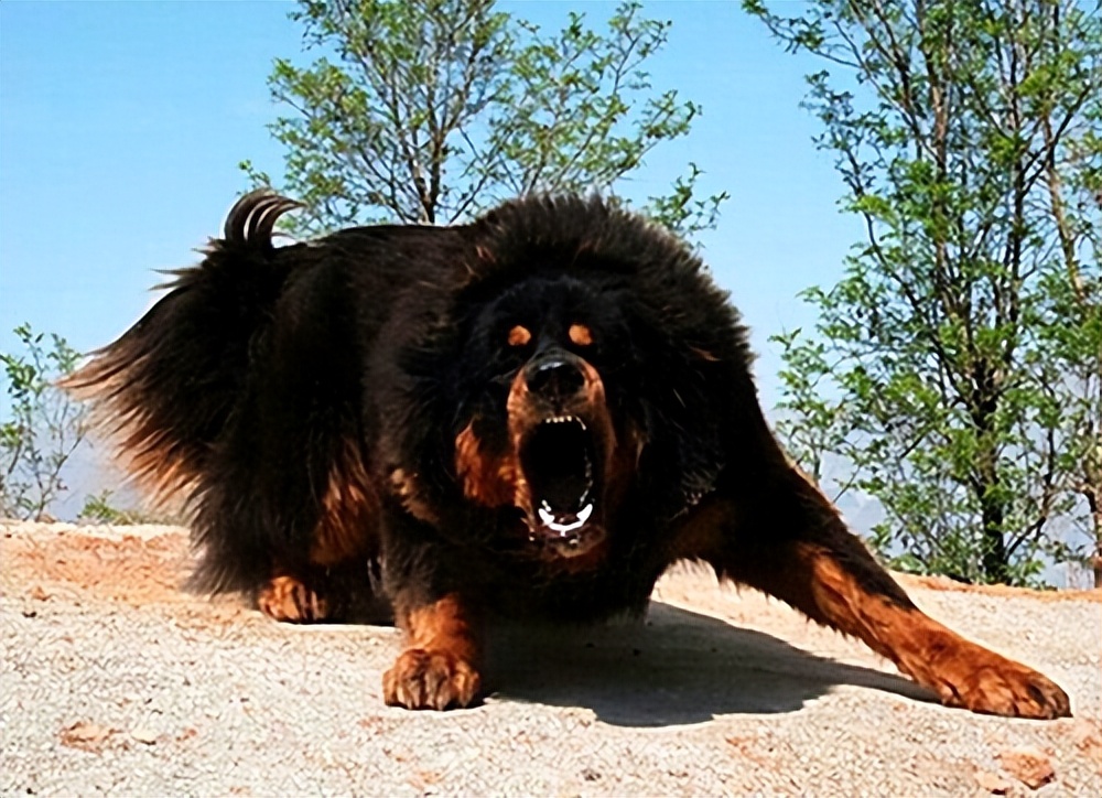 这五种狗忠诚护主可惜被禁养了,这7种狗超护主养一只安全感满满