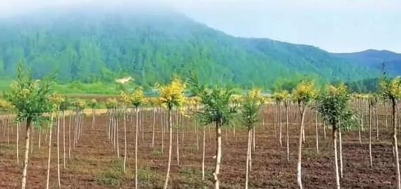 种植技术17问，园林人你知道这些么？