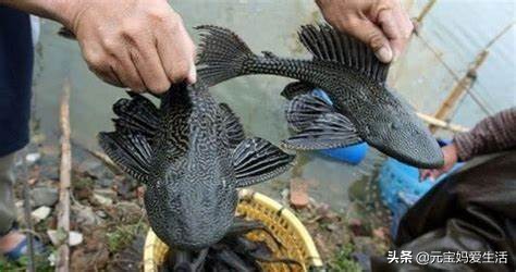 清道夫来源于哪个国家,清道夫鱼在印度是怎么栽跟头