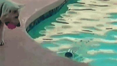 不卷的新加坡喝水都实现不了自由，一杯白开水卖二块五！