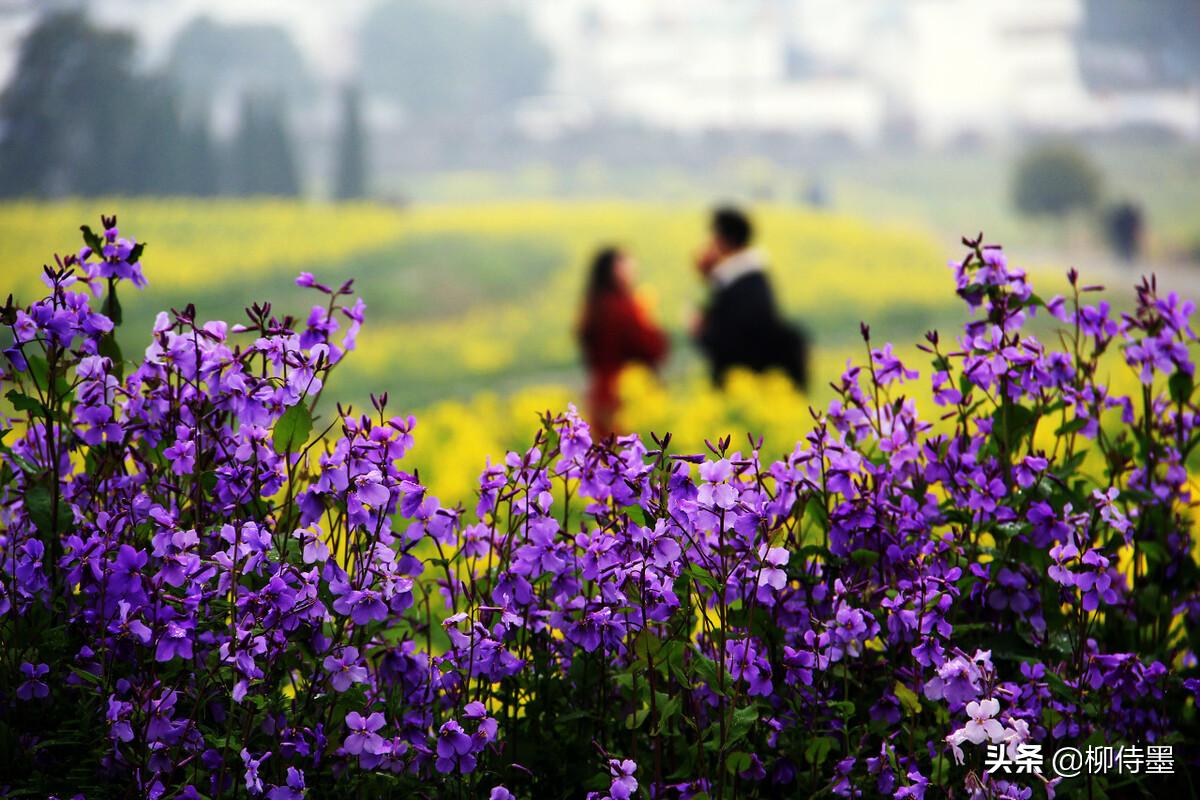 手机拍照技巧最全解析,手机拍照前先调整好哪些方面