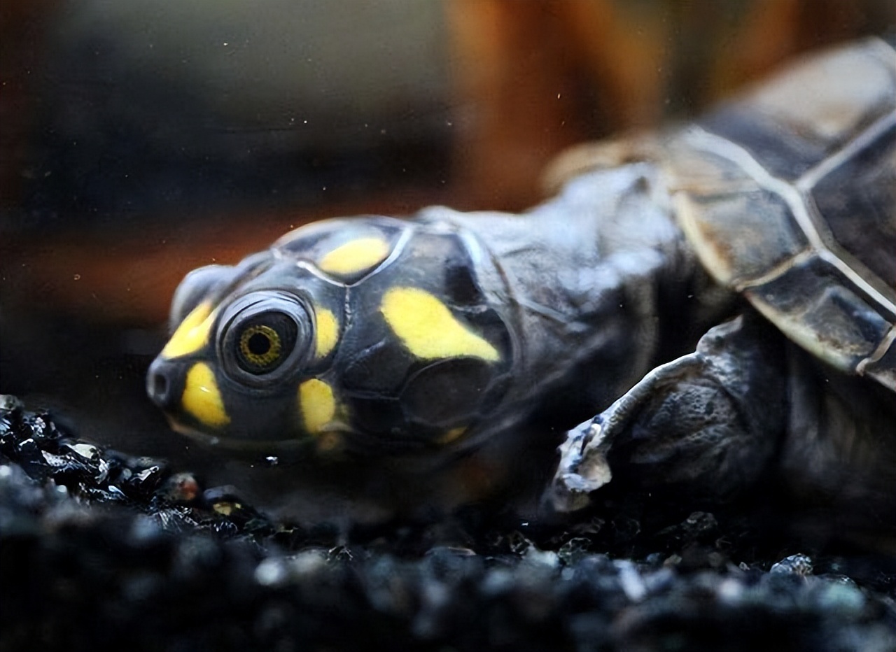 黄头侧颈龟饲养方法,黄头侧颈龟饲养方法文库