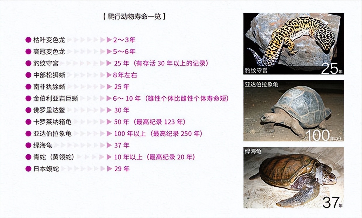 爬行动物世界动物园,世界爬行动物图鉴最新