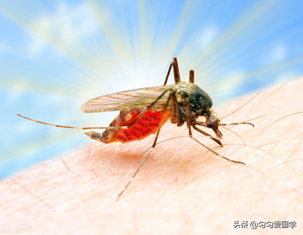 女子出国旅游被蚊子咬确诊登革热,警惕国内检出多例登革热病例
