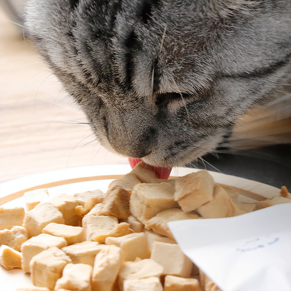 养猫好物大合集精致养猫日常,养猫平替产品