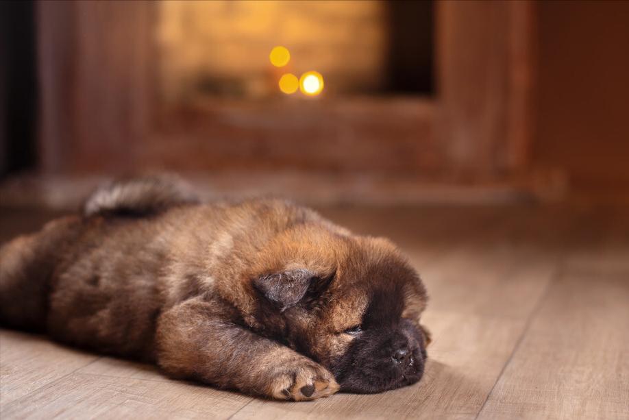 松狮犬拉稀怎么治疗,松狮挑食是什么原因