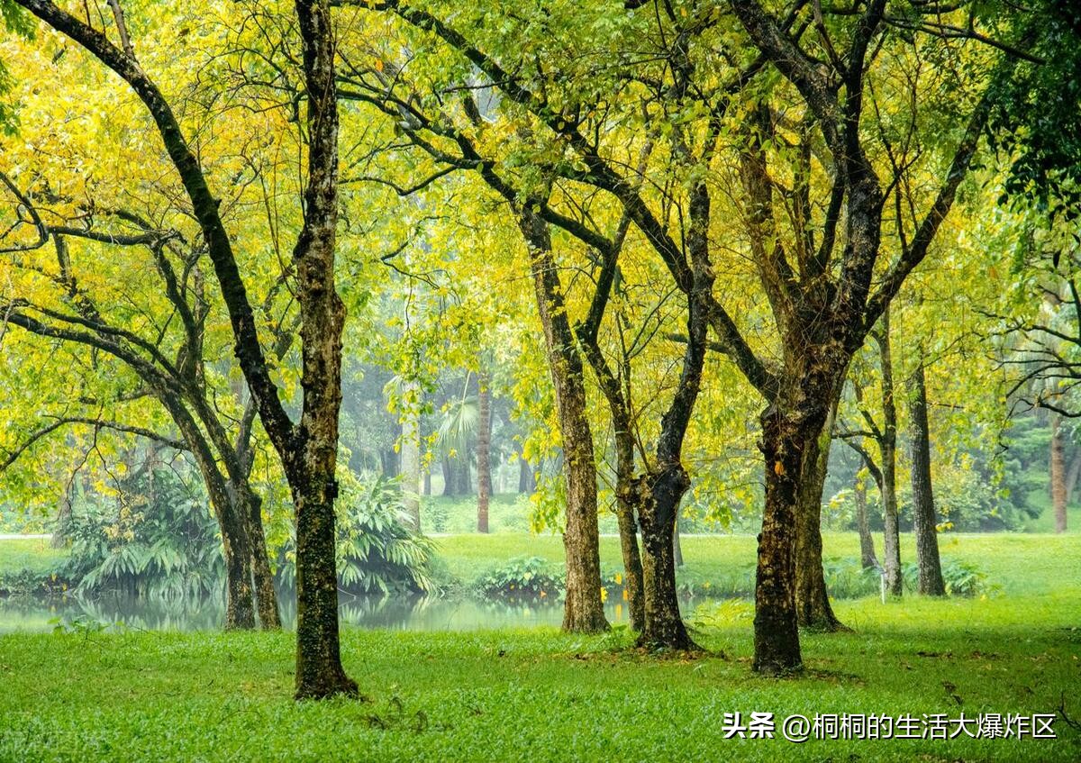 广州适合搭帐篷露营的地方 (广州户外免费露营地推荐)