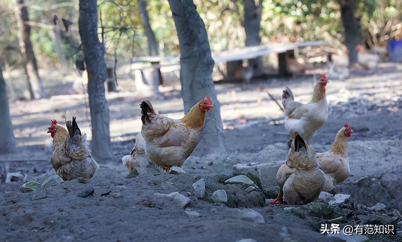 中科院博士裸辞,中科院博士谈裸辞开民宿