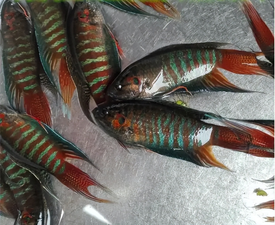 农村4种小杂鱼,农村十种小杂鱼