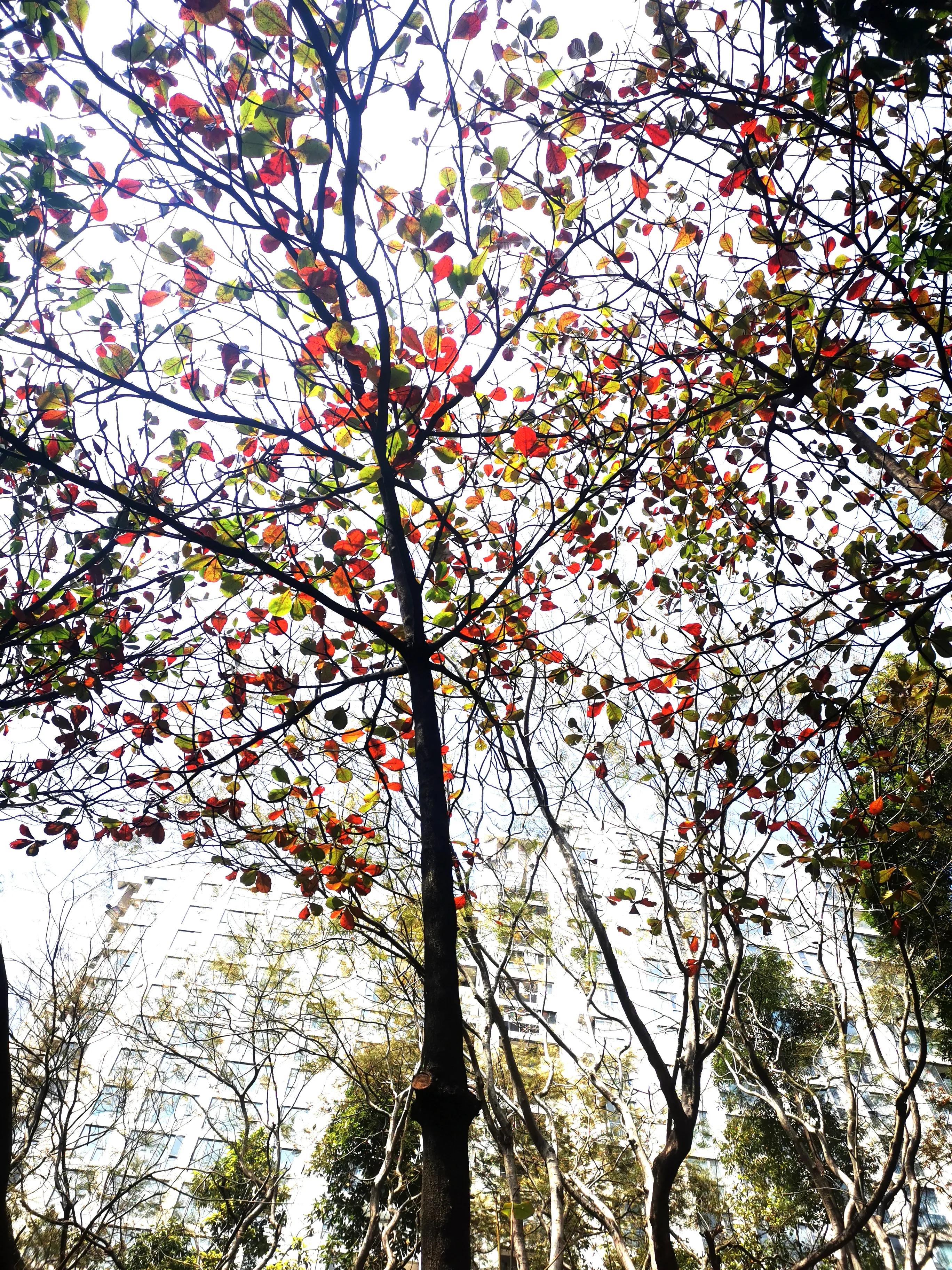 深圳街拍夏天视频,深圳冬季街拍