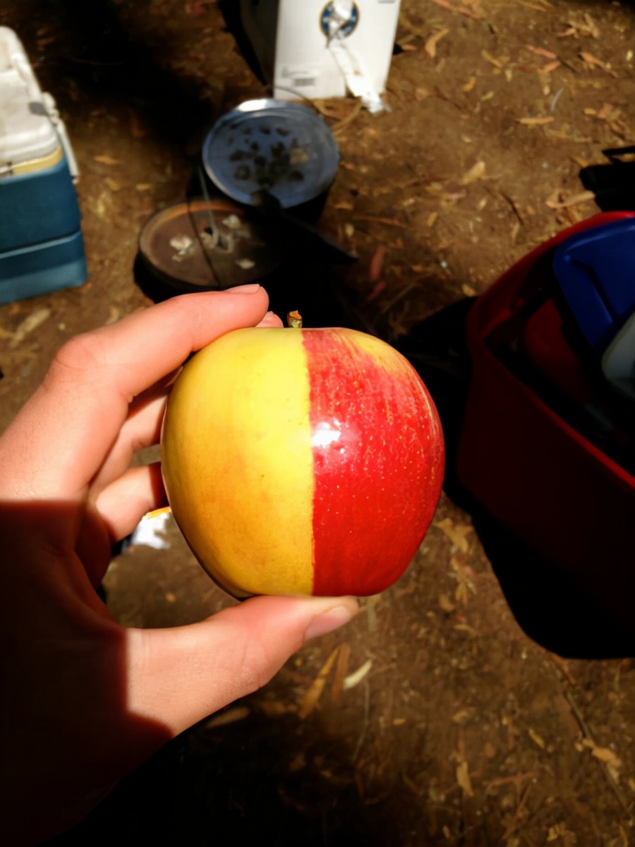 80张神奇偶然瞬间，环形闪电，海蛇和最毒石斑鱼互咬，骑骆驼拍照