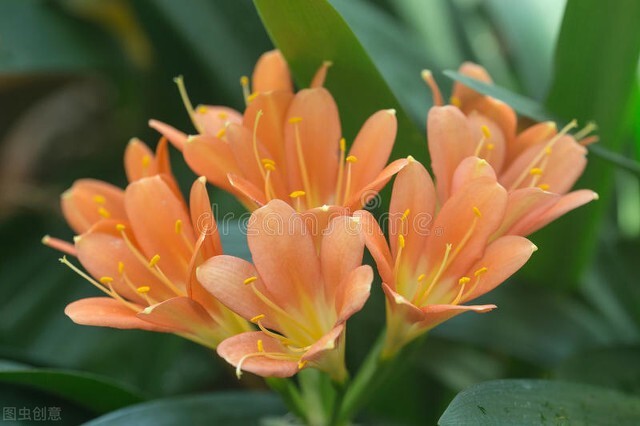 每天认识一种君子兰,君子兰彩兰植料