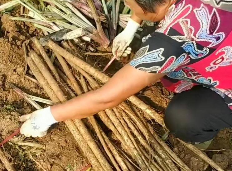 日本牛蒡从哪里进口,日本牛蒡