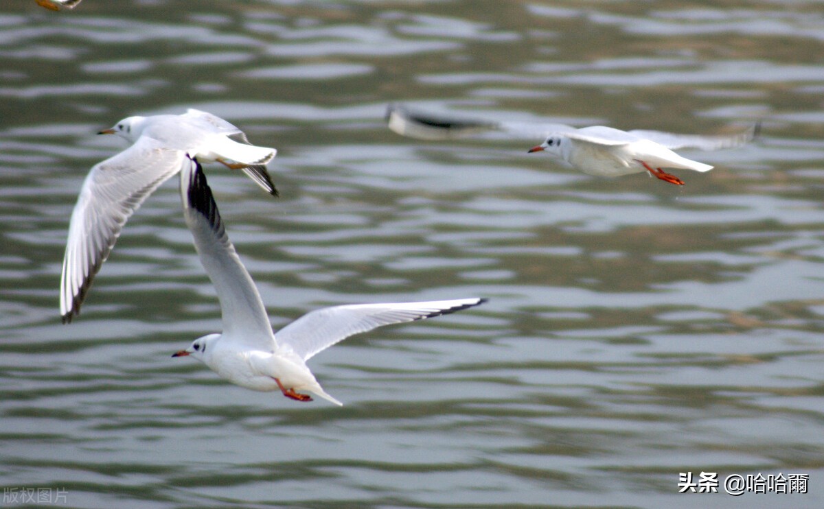 绵阳主城区与科技城建成区,绵阳科技城在全国地位