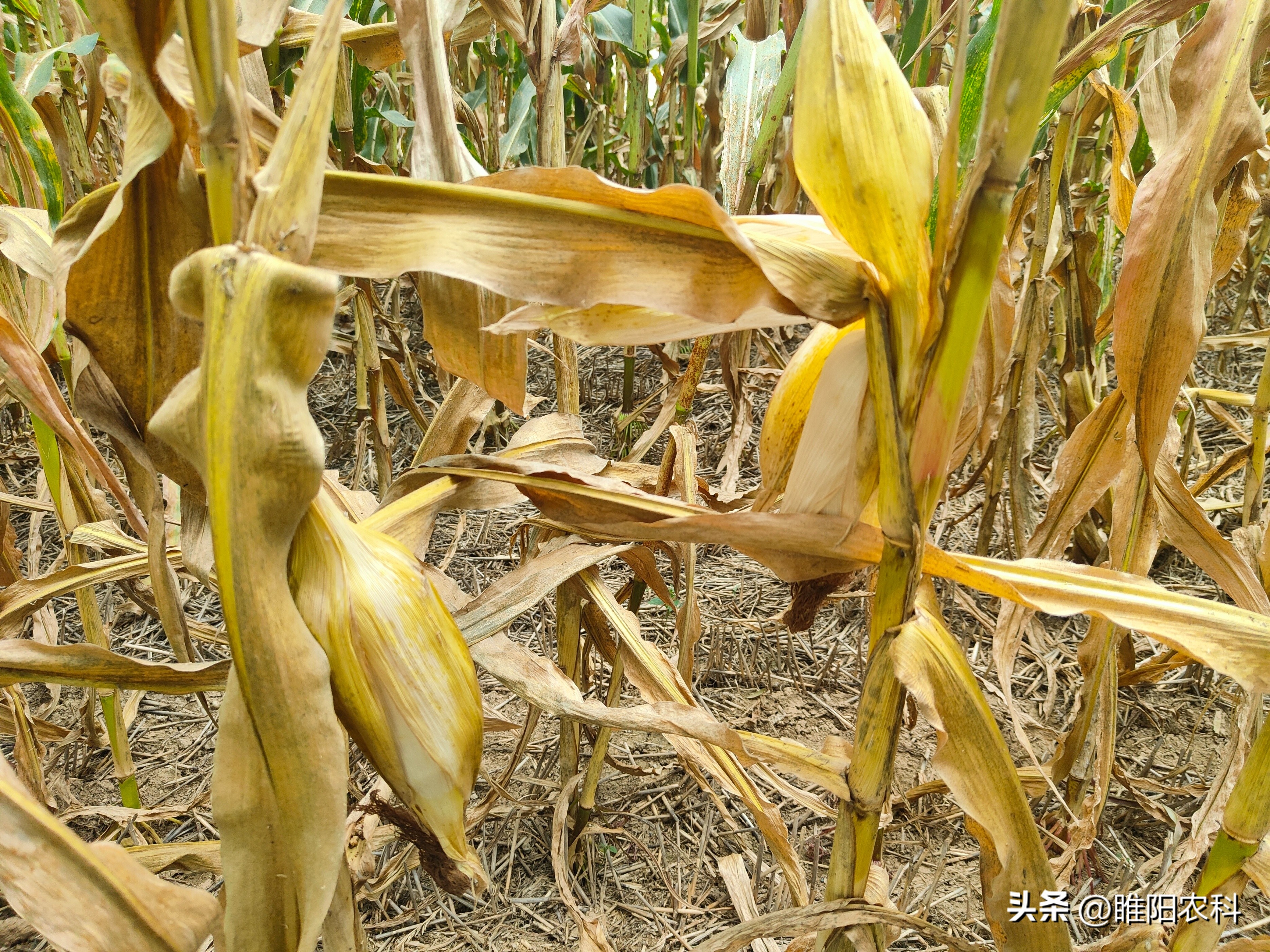 玉米死杆怎么办,玉米生长后期发生枯死是什么原因