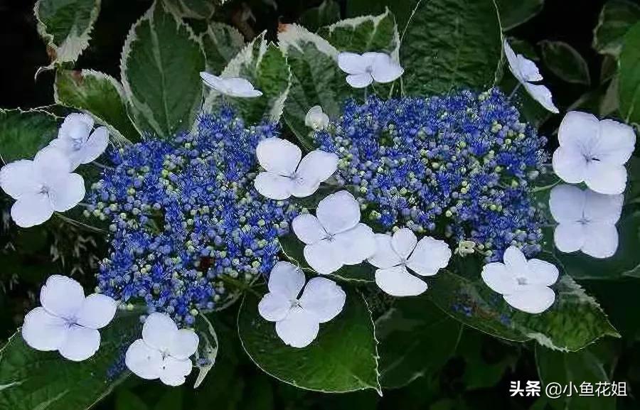 有一种花很好看但是很臭,名字很难听却很漂亮的花