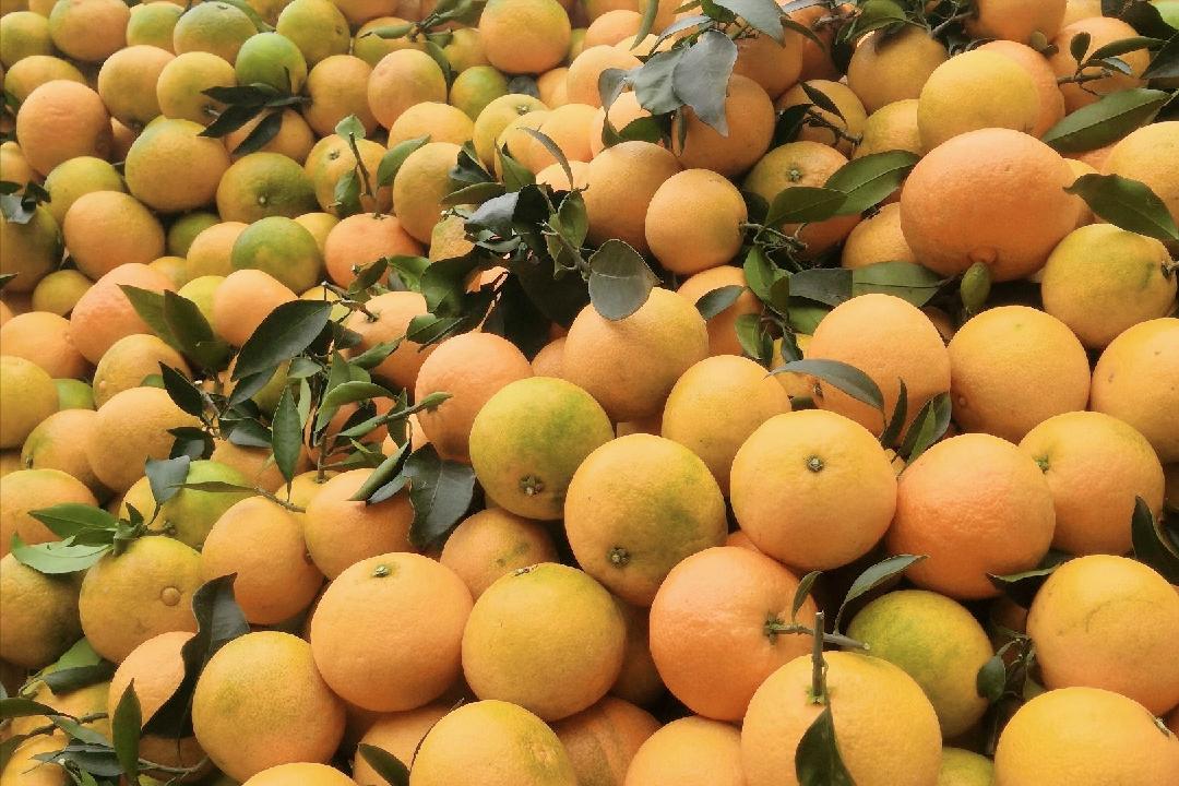 日本柑橘起源,日本柑橘来历