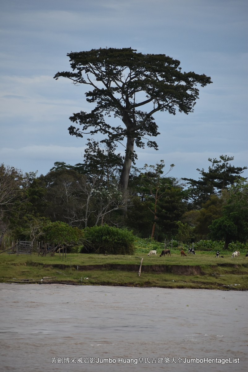 第5047回：消失的亚马逊文明，流失的林下聚居地