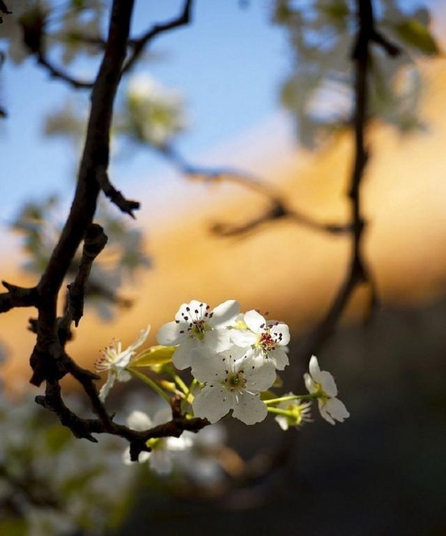 人民网推荐清明节诗词,诵读清明节经典诗词
