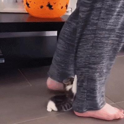 猫咪怎么看是女猫还是男猫,猫咪性别辨认