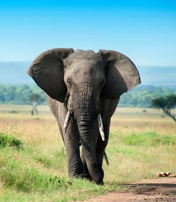 实现真正的一键抠图去背景,python图像切片抠图