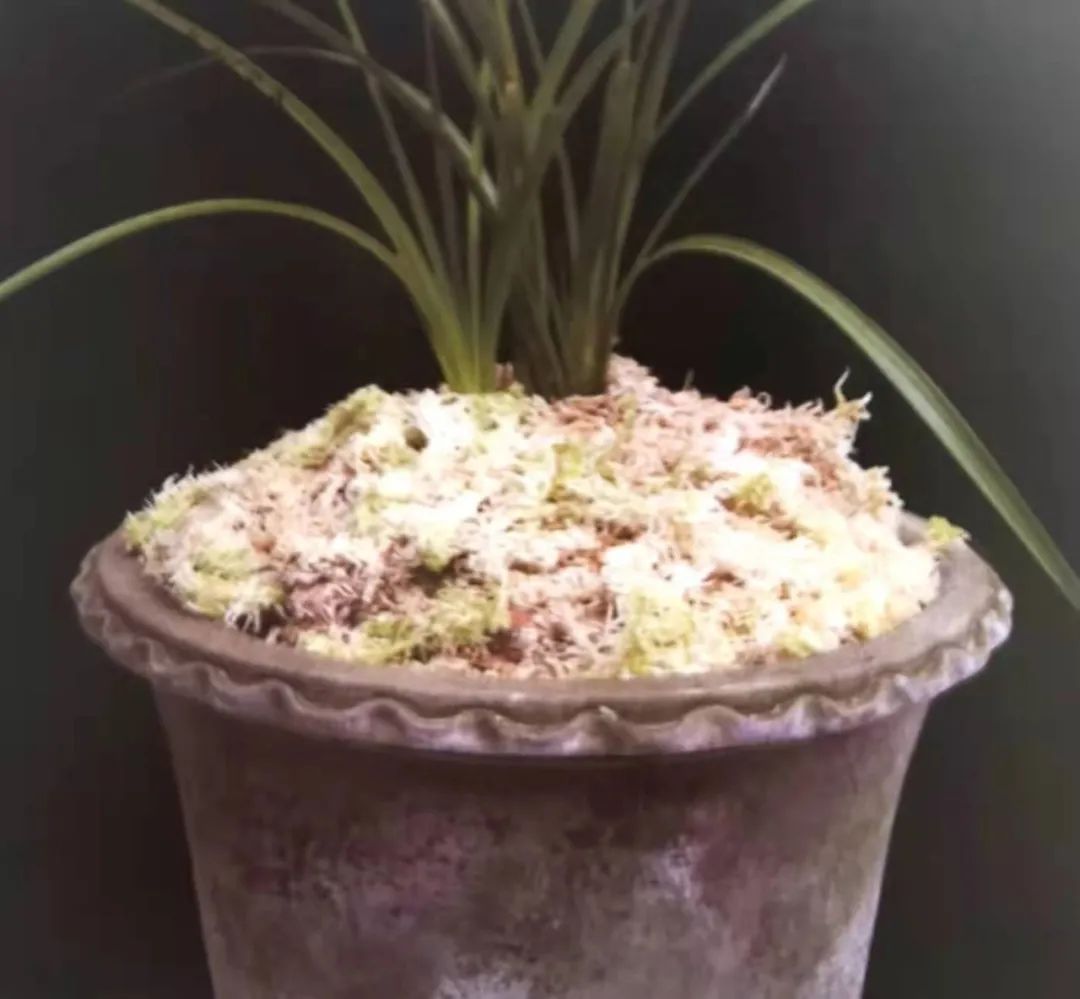 养兰植料要因地制宜,养兰花植料技术管理视频