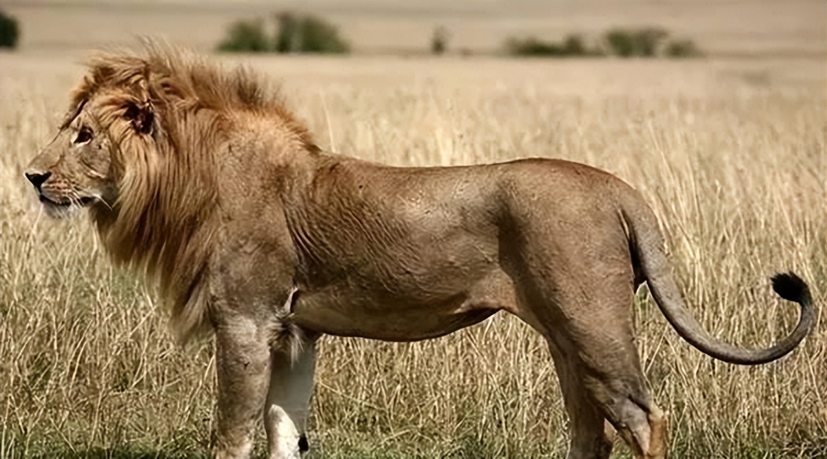 世界上最快的动物排行榜：阿猫阿狗都敌不过它们！